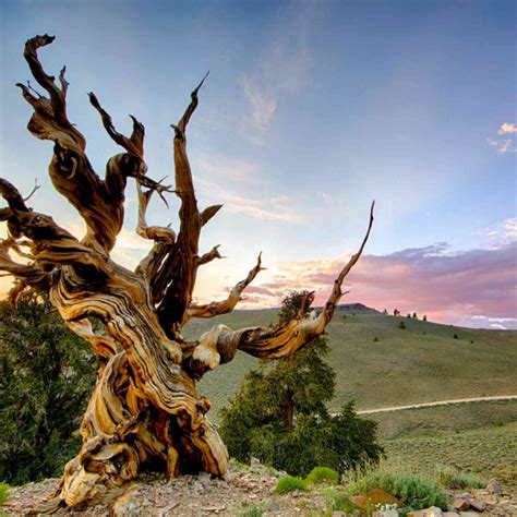 The Curse of the Methuselah Tree: Tales of Doom and Destruction